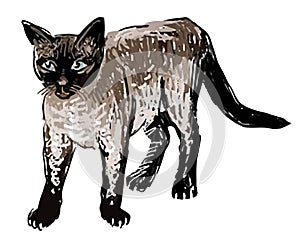 Hand drawing of purebred domestic thai cat