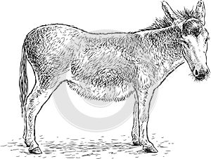 Hand drawing of a sad standing donkey