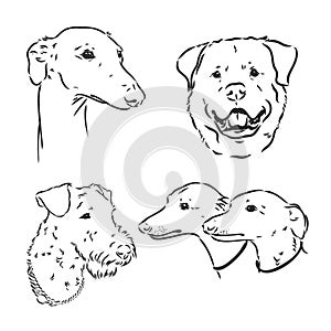 Hand drawing set of a cute dogs breeds part 7. Dogs head isolated on beige background. Pencil hand drawn realistic