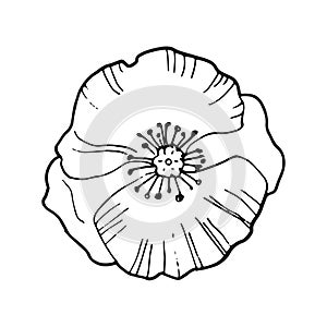 Hand drawing single poppy flower isolated on white ,top view, vector black and white doodle