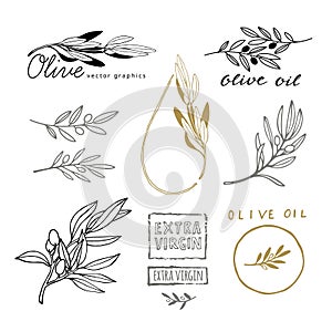 Hand Drawing Sketch of Olive Branches with Olives. Design Elements for Olive Oil Packaging