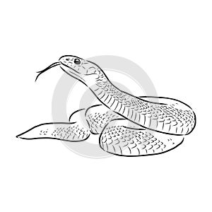 Hand drawing snake set. Wildlife snakes tattoo vector design isolated. Wild snake poisonous sketch, dangerous animal reptile photo
