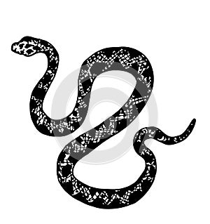 Hand drawing snake. Wildlife snake tattoo vector design isolated. Wild snake sketch, dangerous animal reptile photo