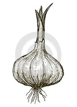 Hand drawing of sprouted garlic with roots, vector illustration isolated on white