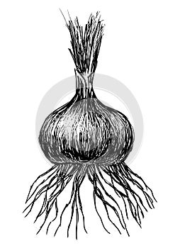 Hand drawing of sprouted onion with roots, vector illustration isolated on white