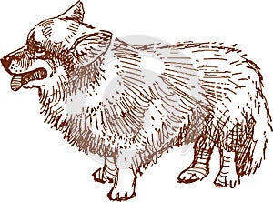 Hand drawing of standing corgi dog