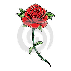 hand drawing style of color rose