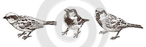 Hand drawing of three cute small city sparrows, vector illustration isolated on white