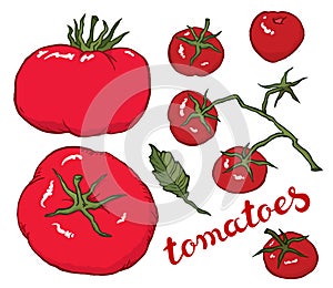 Hand drawing vector red tomato