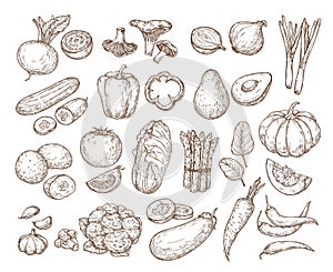 Hand drawing vegetables. Vector isolated set.