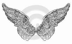 Hand drawing of vintage decorative fantasy wings