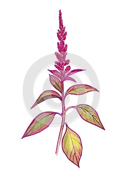 Watercolor botanical illustration of garden amaranth. photo
