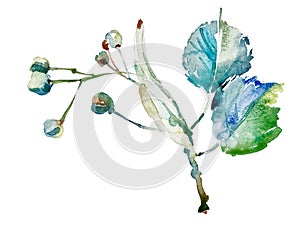 Hand drawing watercolor botany element isolated on white