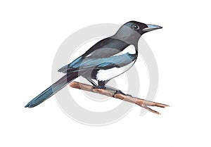 Watercolor illustration of magpie. photo