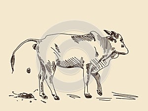 Hand drawing zebu cow