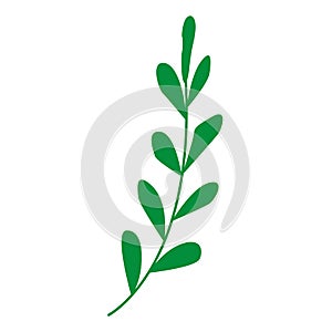Hand drawn abstract green branch with leaves isolated. Floral element. Cartoon style. Summer, spring or autumn. Nature and ecology