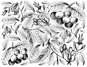 Hand Drawn of Acai Berries and Brinco de Princesa Frutis photo