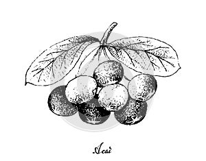 Hand Drawn of Acai Berries on White Background