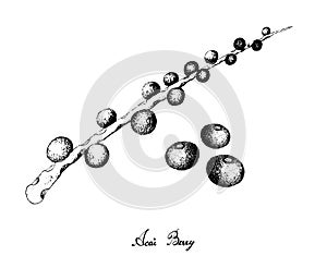Hand Drawn of Acai Berries on White Background
