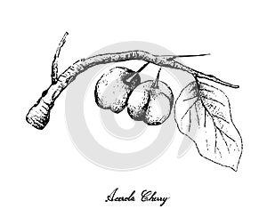 Hand Drawn of Acerola Cherries on White Background