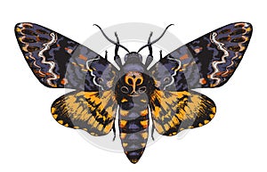 Hand Drawn Acherontia Styx Butterfly Color