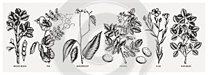 Hand drawn agricultural plants set - potato, soy, beans, pea, arrowroot, flax sketches. Vector vegetables drawing in engraved