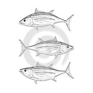 Hand Drawn Albacore Tuna