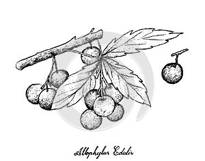 Hand Drawn of Allophylus Edulis Fruits on White Background