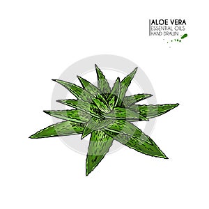 Hand drawn aloe vera bunch. Engraved colored vector illustration. Medical, cosmetic plant. Moisturizing serum