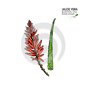 Hand drawn aloe vera flower. Engraved colored vector illustration. Medical, cosmetic plant. Moisturizing serum