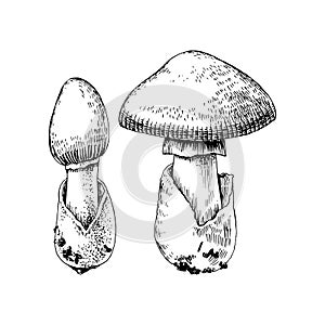 Hand drawn amanita caesarea mushroom