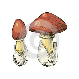 Hand drawn amanita caesarea mushroom