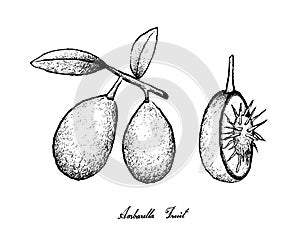 Hand Drawn of Ambarella Fruits on White Background