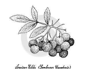 Hand Drawn of American Elder Fruits on White Background