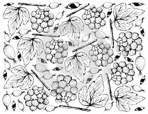Hand Drawn of Ampelocissus Latifolia and Blackberry Jam Fruits