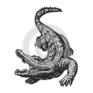 Hand drawn angry crocodile with open mouth, sketch. Croc, giant alligator, gator vector illustration