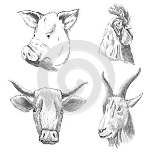 Hand drawn animals. Farm livestock animals. Vintage vector engraving illustrations for poster or web. Hand drawn pig