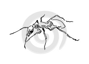 Hand drawn ant insect, graphic pismire painted by ink, emmet sketch vector illustration, black isolated character on white