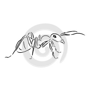 Hand drawn ant insect, one pismire painted by ink, emmet sketch vector illustration