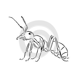Hand drawn ant insect, one pismire painted by ink, emmet sketch vector illustration