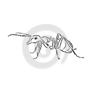 Hand drawn ant insect, one pismire painted by ink, emmet sketch vector illustration