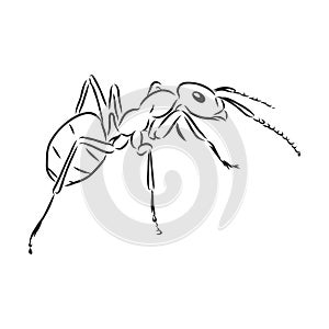 Hand drawn ant insect, one pismire painted by ink, emmet sketch vector illustration