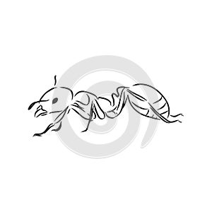 Hand drawn ant insect, one pismire painted by ink, emmet sketch vector illustration photo