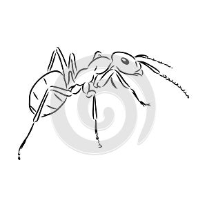 Hand drawn ant insect, one pismire painted by ink, emmet sketch vector illustration photo