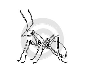 Hand drawn ant insect, one pismire painted by ink, emmet sketch vector illustration, black isolated character on white background photo