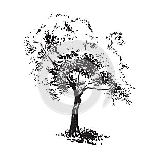 Hand-drawn aple tree. Black and white realistic image, sketch painted with ink brush. photo