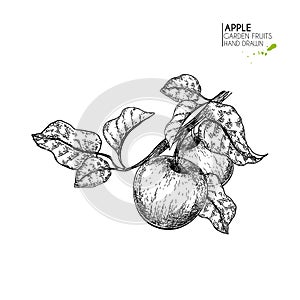 Hand drawn apple branch. Vector engraved illustration. Juicy natural fruit. Food healthy ingredient. For cooking