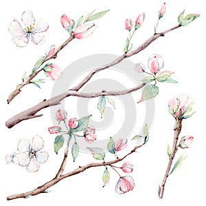 Hand drawn apple tree branches and flowers, blooming tree.