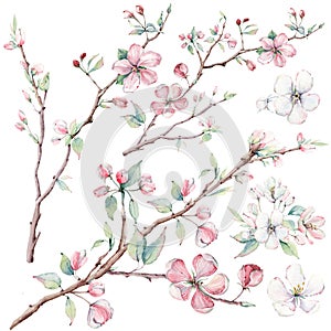 Hand drawn apple tree branches and flowers, blooming tree.