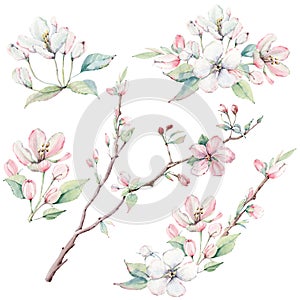 Hand drawn apple tree branches and flowers, blooming tree.